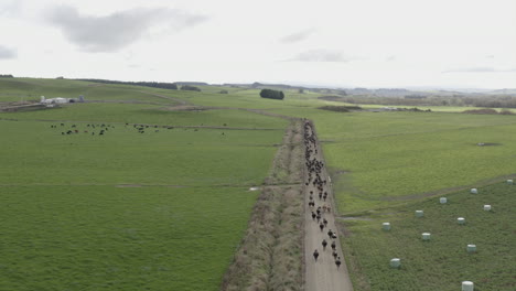 aerial drone shot following dairy cows heading to the milking sheds in new zealand south island