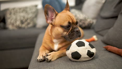 Bulldog-Francés-Acostado-En-Un-Sofá-Con-Un-Juguete-De-Pelota