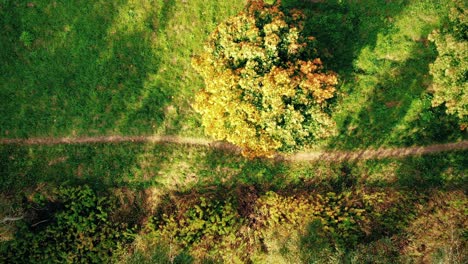 aerial footage over a road surrounded by autumn forest at sunset