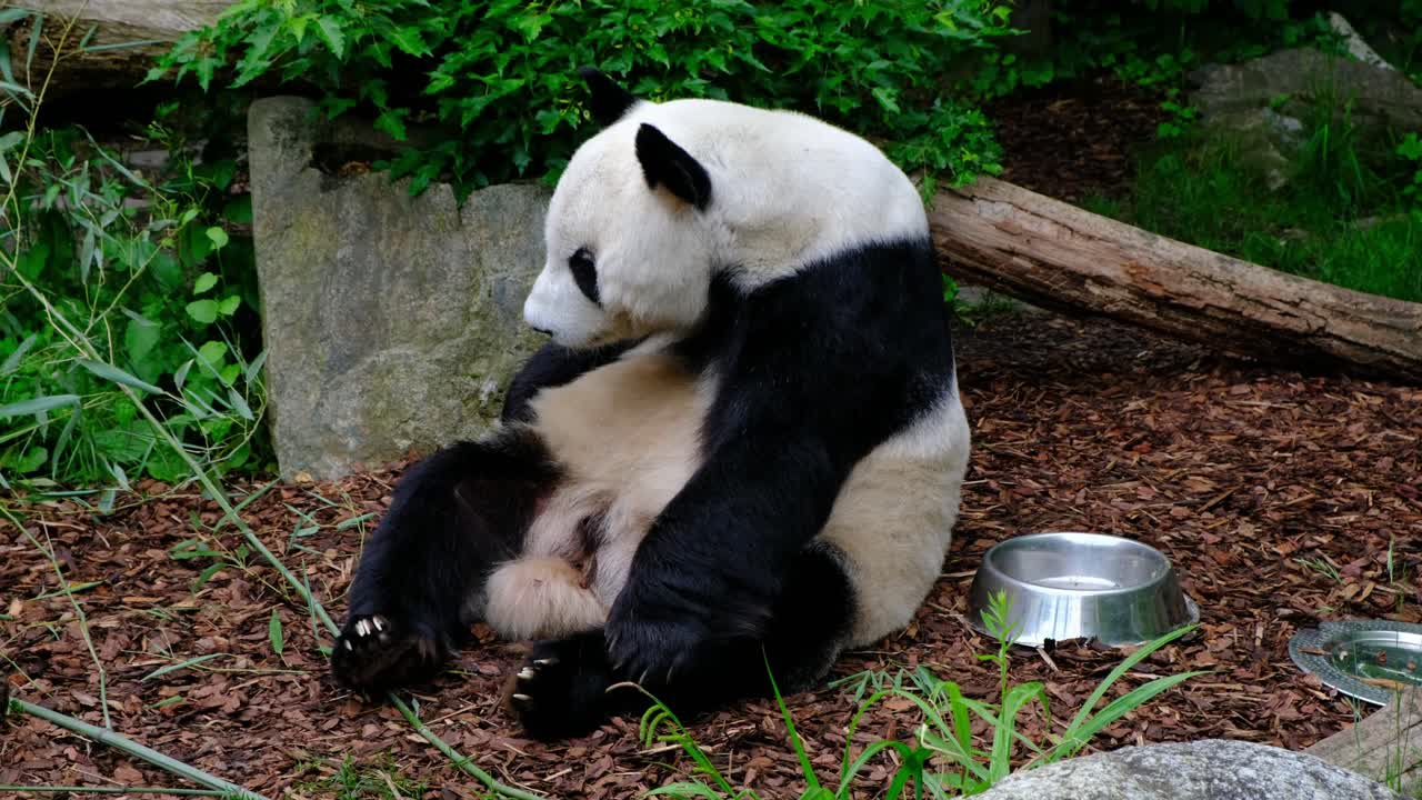 animales de europa - suave 4k 30fps