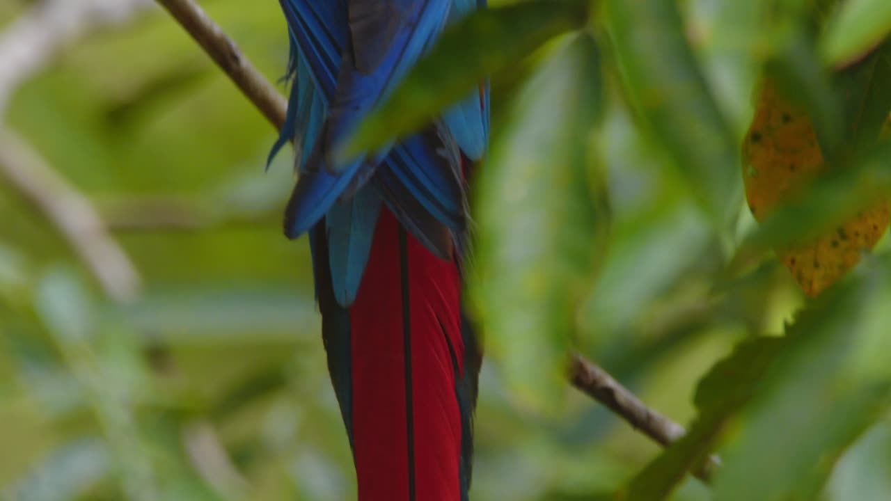 A vivid close-up of a Scarlet Macaw’s back wings, showcasing its colorful beauty while perched in the Peruvian jungle.