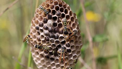 Close-up-shot-showing-group-of-wasps-hatching-on-nest-in-wilderness-during-sunny-day