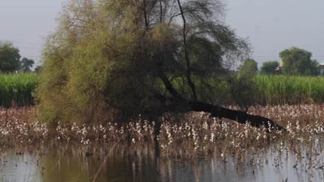 Umgestürzter-Baum-Auf-überflutetem-Feld-Mit-Baumwollpflanzen,-Sindh,-Karatschi