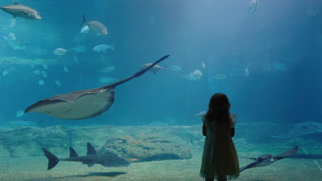 little girl in aquarium looking at stingray swimming in tank curious child watching marine animals in oceanarium having fun learning about sea life in aquatic habitat