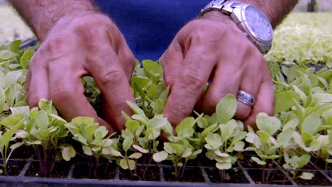 individual lettuce leaves separated and checked