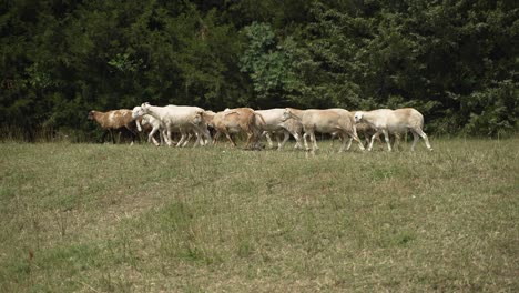 small flock of sheep and goats in nature