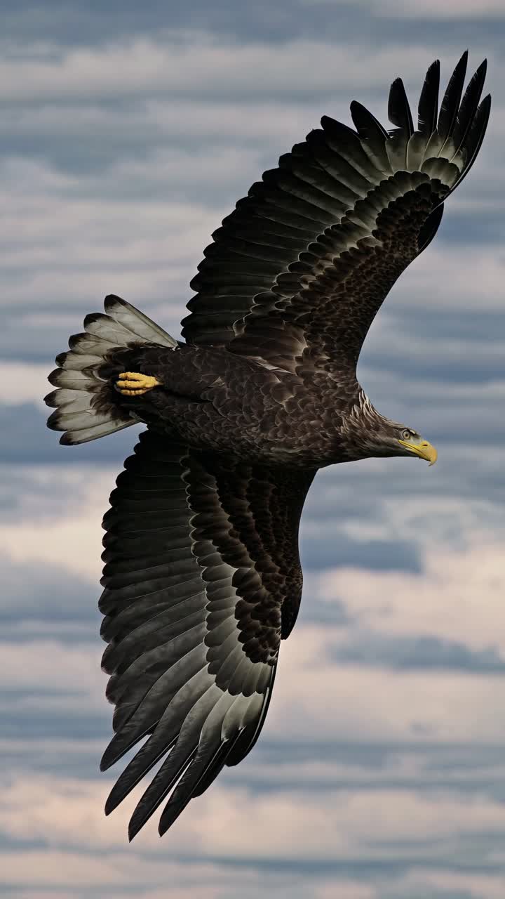 A majestic eagle soars against a cloudy sky, captured in a dynamic side-angle shot, evoking a sense