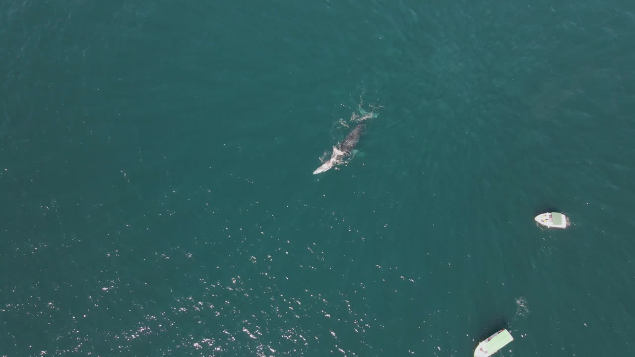 항공: 혹등고래 어미와 새끼 송아지 부상, 고래 관찰 보트 여행
