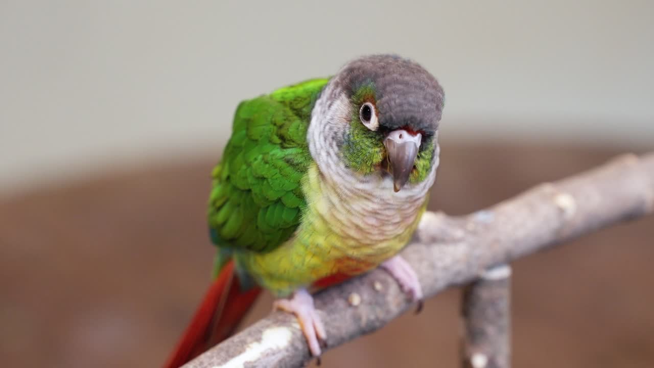 Closeup Of Green-cheeked Parakeet (Pyrrhura Molinae) Perched On The Branch In The Zoo