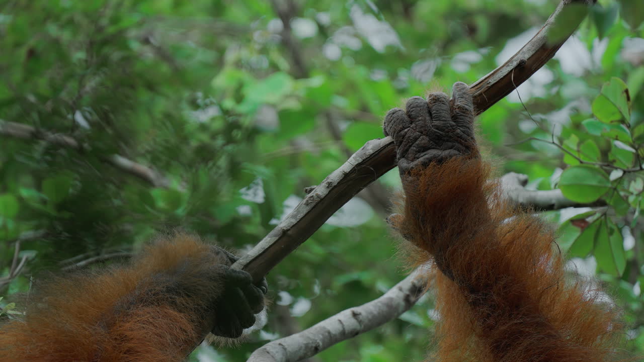 Orangutan Climbing a Branch