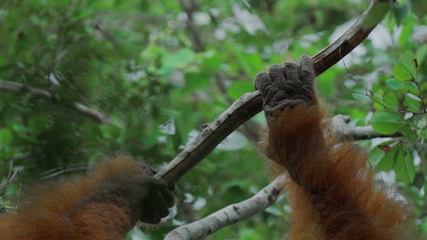 orangutan climbing a branch