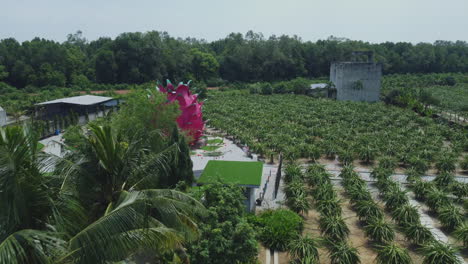 aerial drone view of a dragon fruit orchard in bagan lalang, malaysia