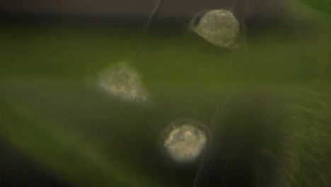 alimentación de filtro de vórtice microscópico en forma de campana