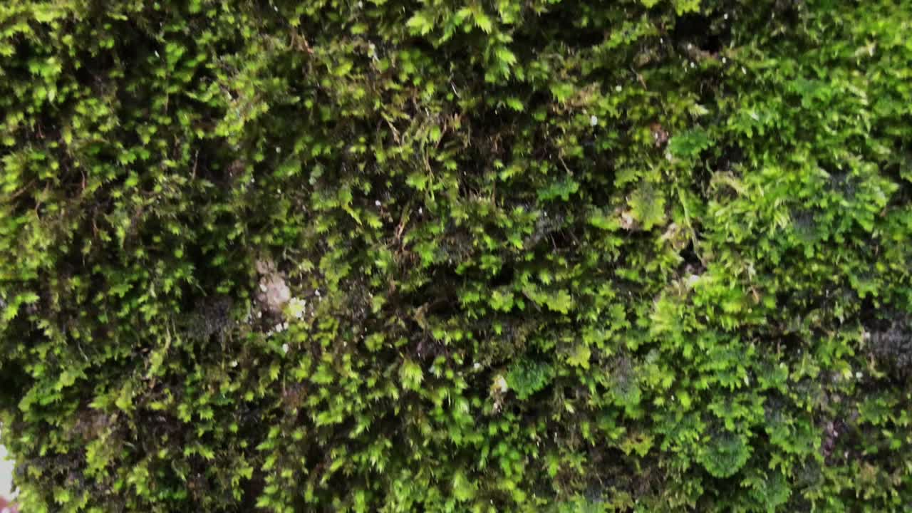 모스와 다른 초록색으로 뒤인 구제 언덕의 근접