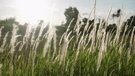 Grasblumen,-Die-Im-Wind-Und-Sonnenlicht-In-Der-Natur-Geblasen-Werden,-Sind-Schön-Und-Weich