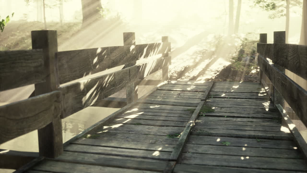 안개 속의 숲 속의 나무 다리