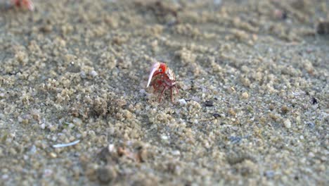 Nahaufnahme-Einer-Männlichen-Sandkrabbe-Mit-Einer-Einzigen-Vergrößerten-Klaue,-Die-Mikronährstoffe-Trinkt-Und-Zu-Sich-Nimmt-Und-Am-Sandstrand-Kleine-Sandkörner-Bildet