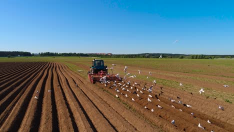 agricultural work on a tractor farmer sows grain. hungry birds are flying behind the tractor, and eat grain from the arable land.