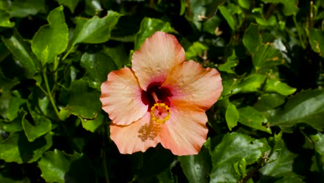 hibiscus flower in a tropical garden in costa adeje, tenerife