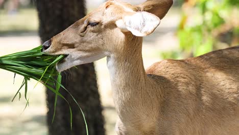 antílope comiendo hierba en un entorno natural