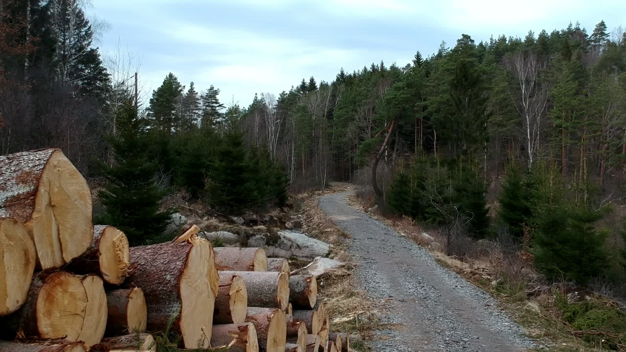 Moving slowy over a pile of trees in the Swedish forest. Slow movement on a semi rainy day