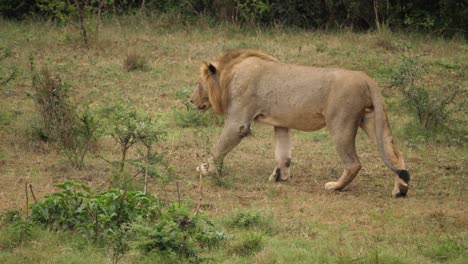 lion-walking-across-the-grass