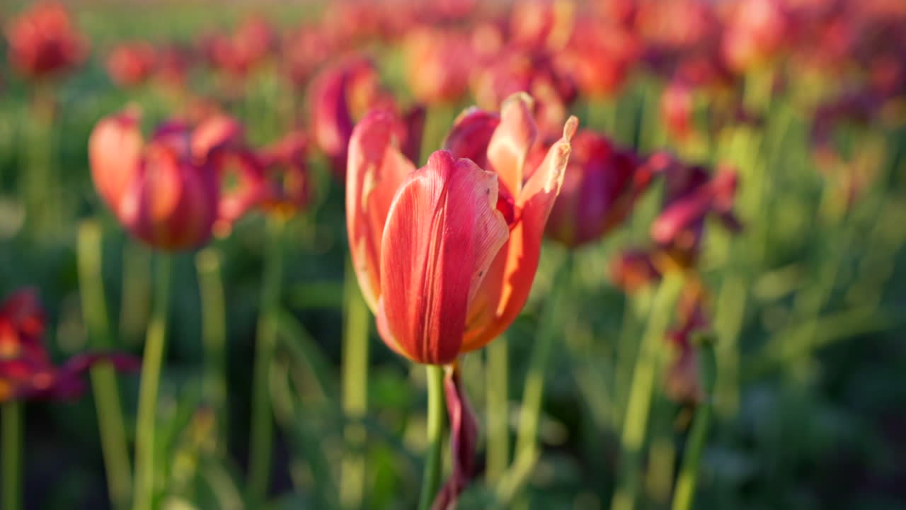 Field of tulips at sunrise in nice light in Abbotsford, British Columbia, Canada close up