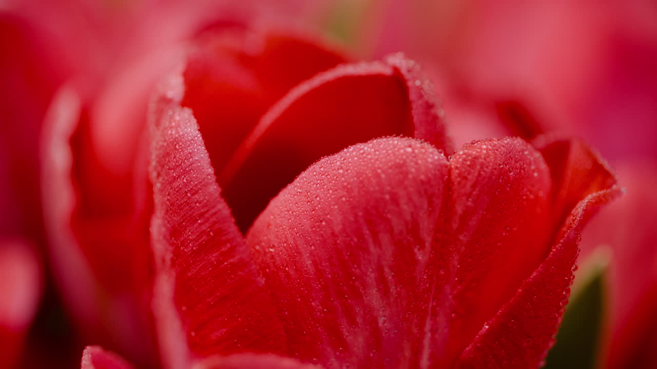 tulipanes de flores frescas sobre fondo negro 5