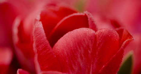 Fresh-Flowers-Tulips-On-Black-Background-5