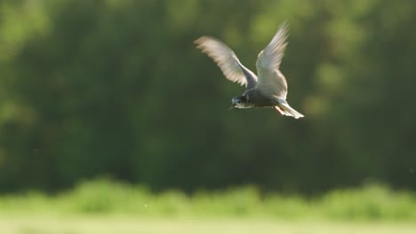 wheatear in flight over green field and forest