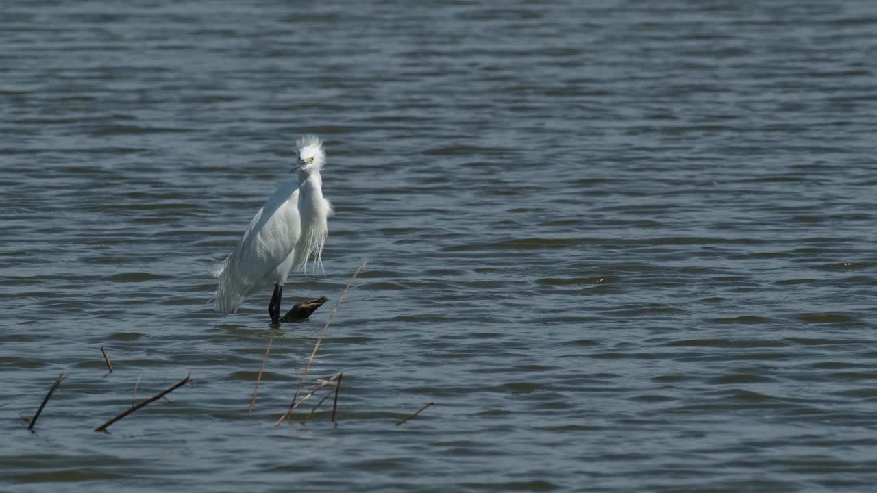 바람이 불면서 털이 부풀어오르면서 오른쪽으로 향하는 작은 독수리 (egretta garzetta)