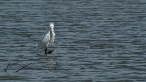 Mirando-Hacia-La-Derecha-Mientras-El-Viento-Sopla-Haciendo-Que-Sus-Plumas-Se-Inflen,-Garceta-Pequeña-Egretta-Garzetta,-Tailandia