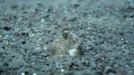 Slow-motion-shot-of-octopus'-siphon-breathing-underwater