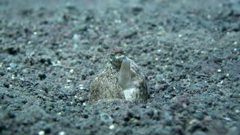 slow motion shot of octopus' siphon breathing underwater