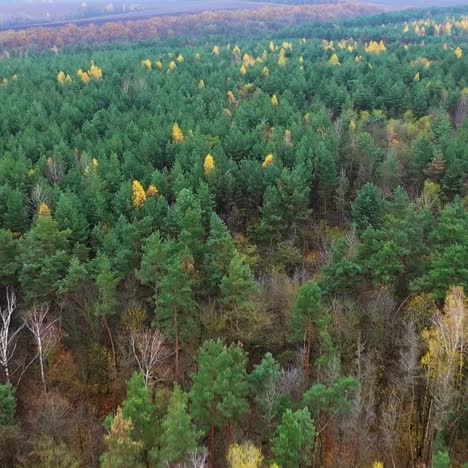 aerial view of autumn forest