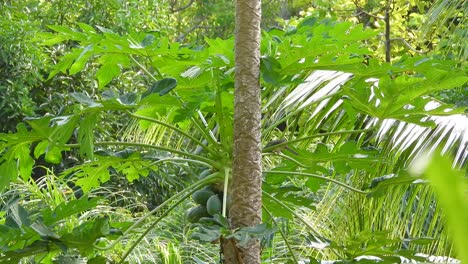 Bird-On-Papaya-Tree-With-Green-Leaves-And-Unripe-Fruits