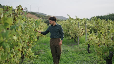 grapegrower inspecting grape vine walking bushes rows vertically. winemaking