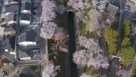 sakura blooming in shiga japan, along biwako canal