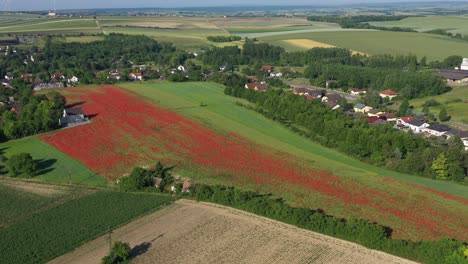 aerial view of red poppies growing in the rural fields near the town