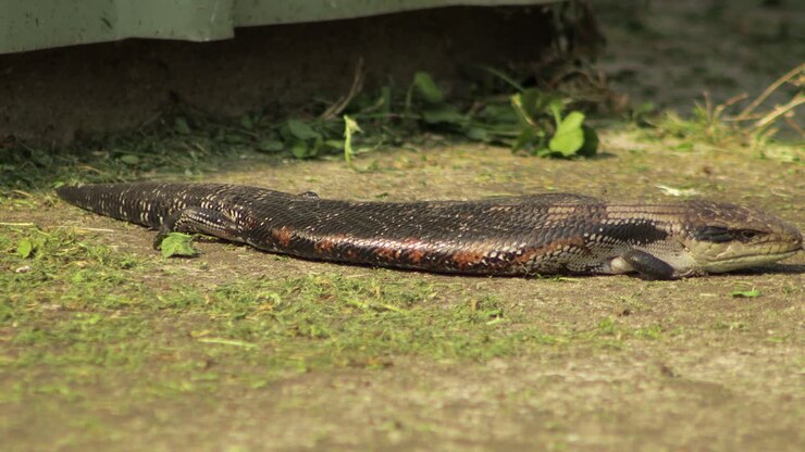 Lagarto-de-língua-azul movendo-se lentamente com a língua para fora