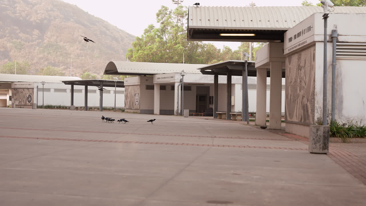 pigeons flock across open concrete square, agile wing beats and scattered pecking near sheltered columns, subtle mountain silhouette, brisk morning movement and communal feeding rhythm, everyday