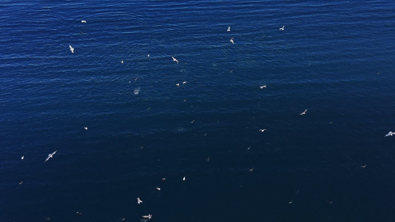 Seagulls searching for food over a calm ocean under bright sunlight