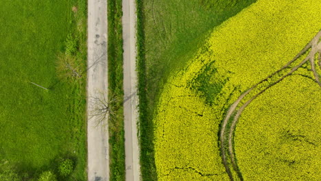 Vista-Aérea-De-Un-Camino-Rural-Con-Un-Coche-Blanco-Circulando-Por-él,-Bordeado-De-Campos-Verdes-Y-Un-Campo-De-Colza-Amarillo