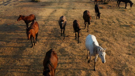 herd of wild horses walking at the field at dawn in kayseri, cappadocia, turkey