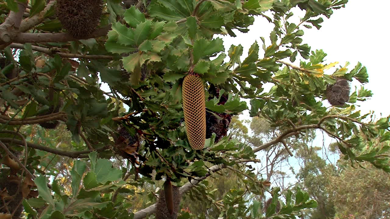 el viejo árbol de banksia da una fruta en forma de cono en australia