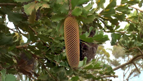 the old man banksia tree bears a cone shaped fruit in australia