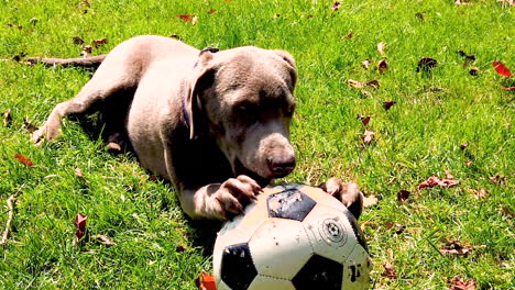 cute labrador retriever dog playing with a soccer ball on the lawn