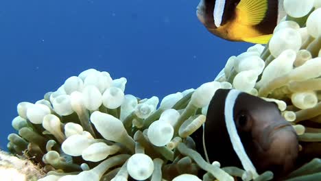 two clark's anemone fish hiding in sea anemone close up