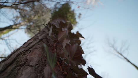 Detail-shot-of-a-tree-trunk-in-a-forest-in-switzerland-2