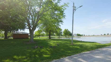 Canadian-Geese-with-goslings-searching-for-food-in-lawn-near-a-pond